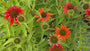 Sonnenhut (Orange) - Echinacea 'Lakota Orange'