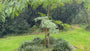 Persischer Seidenbaum (Grün) - Albizia julibrissin 'Ombella'