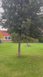Holländische Linde - Tilia x europea
