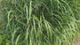 Bio-Fingergras - Panicum virgatum 'Rehbraun'