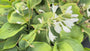 Herzlilie - Hosta sieboldiana 'Elegans'