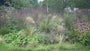 Bio-Lila Sonnenhut – Echinacea purpurea