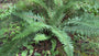 Weicher Nadelfarn - Polystichum setiferum