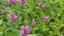Bio-Schildkrötenblume – Chelone obliqua