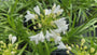 Bio Afrikanische Schmucklilie (weiß) - Agapanthus africanus 'Albus'
