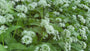 Bio-Süßer Waldmeister - Galium odoratum - (auch pro m2)