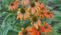 Sonnenhut (Orange) - Echinacea 'Lakota Orange'