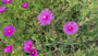 Eisblume - Delosperma Cooperi