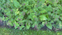 Geflecktes Lungenkraut - Pulmonaria officinalis