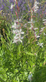 Schöne Kerze - Gaura lindheimeri