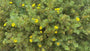 Gänsegans - Potentilla fruticosa