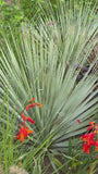 Yuccablättrige Kreuzdistel - Eryngium yuccifolium