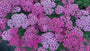 Gewöhnliche Schafgarbe - Achillea millefolium 'Milly Rock Rose'