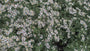 Schneesternaster (Höhe 60 cm) - Aster divaricatus