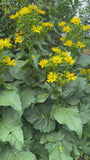 Sonnenblume - Silphium perfoliatum