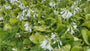 Herzlilie - Hosta 'Sum and Substance'