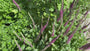 Gamander - Teucrium lucidrys