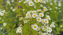 Mutterkraut - Tanacetum parthenium
