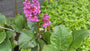 Bio-Cobbler-Pflanze - Bergenia cordifolia