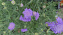 Taubenkraut - Scabiosa columbaria 'Pink Mist'