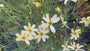 Bio-Mädchenaugen - Coreopsis Verticillata 'Moonbeam'