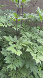 Traubensilberkerze - Actaea racemosa (Cimicifuga)