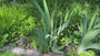 Gelbe Iris - Iris pseudoacorus