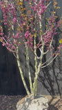 Europäischer Judasbaum - Cercis siliquastrum