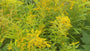 Echte Goldrute - Solidago virgaurea