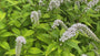 Karettschnabel - Lysimachia clethroides