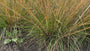 Rasenschmiele (Höhe 100 cm, einheimisches Ziergras) - Deschampsia caespitosa