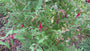 Blasenpflanze - Fuchsia magellanica gracilis