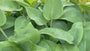 Herzlilie - Hosta tardiana 'Halcyon'