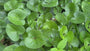 Mansoor - Asarum europaeum (auch per/m2)