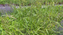 Hängende Segge - Carex pendula