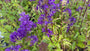 Glockenblume - Campanula glomerata 'Superba'