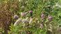 Japanischer Pimpernel (Höhe 150 cm) - Sanguisorba 'Obtusa'