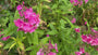 Phlox (Höhe 80 cm, Rosa) - Phlox paniculata 'Tenor'