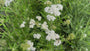 Gewöhnliche Schafgarbe - Achillea millefolium 'White Beauty'