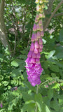 Gewöhnlicher Fingerhut - Digitalis purpurea