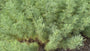 Zitronengras - Artemisia abrotanum