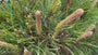 Latschenkiefer - Pinus Mugo