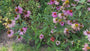Bio-Weißer Sonnenhut - Echinacea purpurea 'Alba'