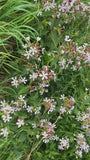 Seifenkraut - Saponaria officinalis