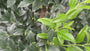 Fleischbeere - Sarcococca confusa