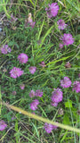 Lila Rotklee - Trifolium rubens