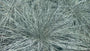 Blaues Schafsgras - Festuca glauca 'Intense Blue'