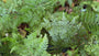 Weicher Nadelfarn - Polystichum setiferum 'Plumoso-densum'