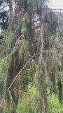 Treurspar - Picea breweriana