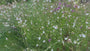 Wunderschöne Kerze - Gaura lindheimeri 'Whirling Butterflies'